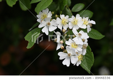 新原（Noibaru） 89448336