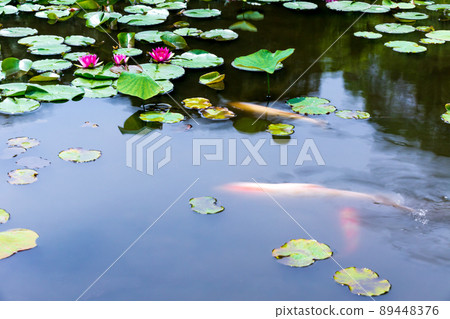 Photographing water lilies and carps at Kajuji Temple in Yamashina Ward, Kyoto City 89448376