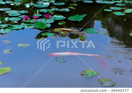 Photographing water lilies and carps at Kajuji Temple in Yamashina Ward, Kyoto City 89448377