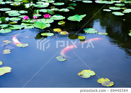 Photographing water lilies and carps at Kajuji Temple in Yamashina Ward, Kyoto City Photographing water lilies and carps at Kajuji Temple in Yamashina Ward, Kyoto City 89448384