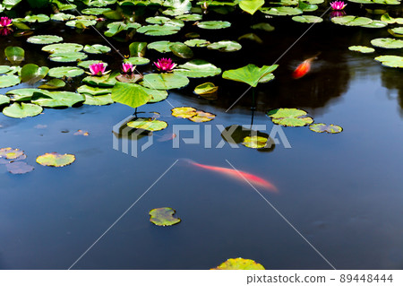 在京都市山科區嘉樹寺拍攝睡蓮和鯉魚 89448444