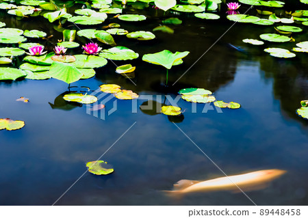 Photographing water lilies and carps at Kajuji Temple in Yamashina Ward, Kyoto City Photographing water lilies and carps at Kajuji Temple in Yamashina Ward, Kyoto City 89448458