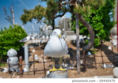 鹿島神社的海貓 89448476