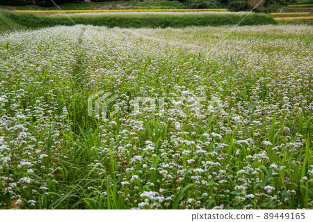 Rural scenery of a buckwheat field photographed with Kogaoka city dog Kanokan in Kyoto Prefecture 89449165