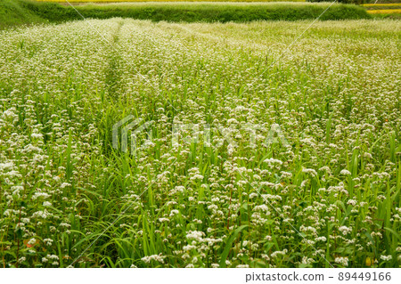 Rural scenery of a buckwheat field photographed with Kogaoka city dog Kanokan in Kyoto Prefecture 89449166