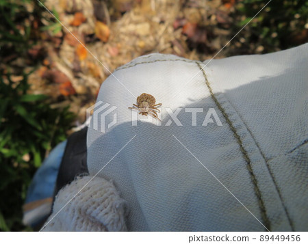 Amblyomma testudinarium sticking to pants while climbing 89449456