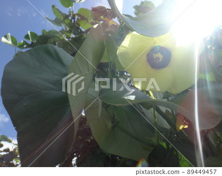Dazzling sunlight and the sea laurel Dazzling sunlight and the sea laurel 89449457