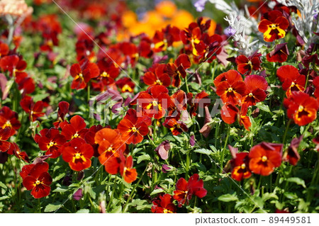 Viola Viola 89449581