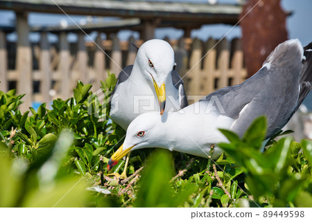 Sea cat at Kabushima Shrine 89449598