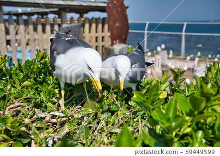 Sea cat at Kabushima Shrine 89449599