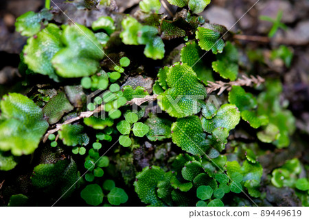 Close-up of scented liverwort 89449619