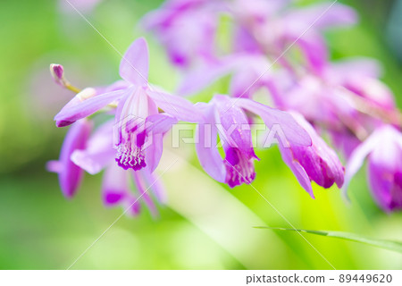 Close up of silane flowers 89449620