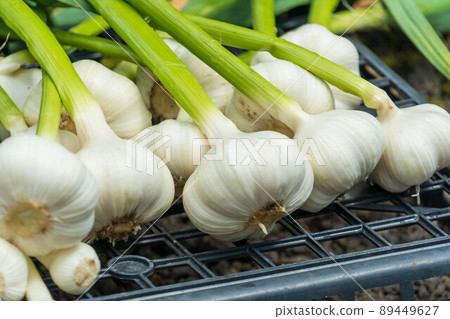 Garlic harvested in the vegetable garden 89449627