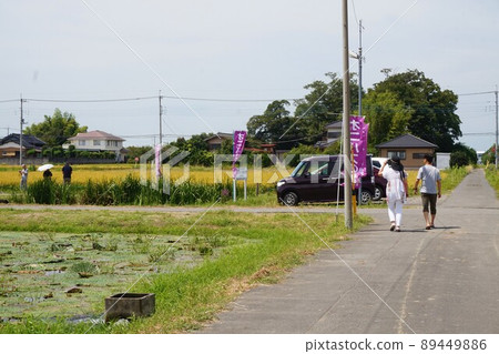 帶刺的睡蓮 Kazo Saitama 89449886