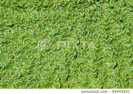 Prickly water lily Kazo Saitama 89449891