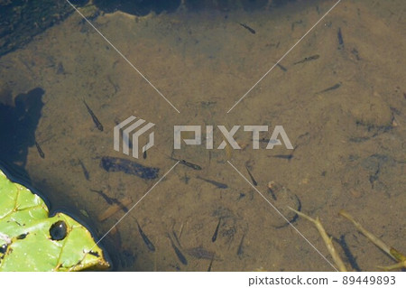 帶刺的睡蓮小魚Kazo Saitama 帶刺的睡蓮小魚Kazo Saitama 89449893