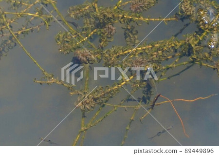 帶刺的睡蓮，吃藻類的魚，Kazo Saitama 89449896