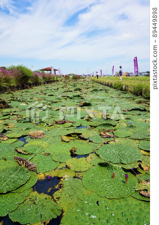 帶刺的睡蓮 Kazo Saitama 89449898