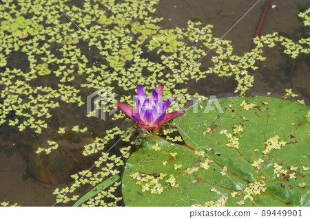 Prickly water lily Kazo Saitama Prickly water lily Kazo Saitama 89449901