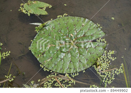 Prickly water lily Kazo Saitama 89449902