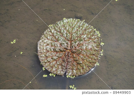 Prickly water lily Kazo Saitama Prickly water lily Kazo Saitama 89449903