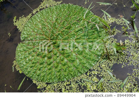 Prickly water lily Kazo Saitama Prickly water lily Kazo Saitama 89449904