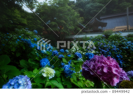 Photographing hydrangea at Kannonji Temple in Fukuchiyama City, Kyoto Prefecture 89449942