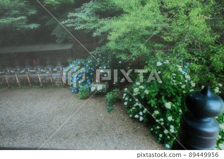 在京都府福知山市觀音寺拍攝繡球花 89449956