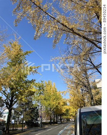 Autumn sky and autumnal ginkgo trees Autumn sky and autumnal ginkgo trees 89450254