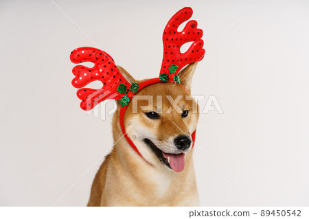 Cute funny dog in red deer antlers posing in studio on light background. Cute funny dog in red deer antlers posing in studio on light background. 89450542