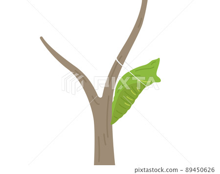 樹枝上燕尾蛹的插圖 樹枝上燕尾蛹的插圖 89450626