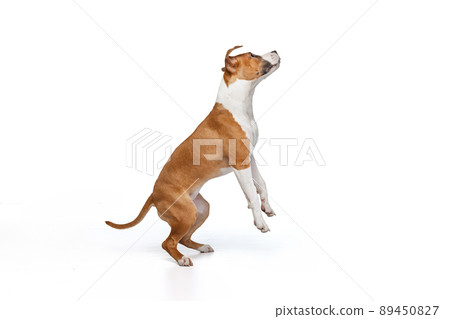 Studio shot of cute happy puppy of Staffordshire terrier dog palying isolated on white studio background. Looks happy, delighted. 89450827