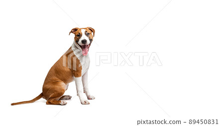 Profile view of purebred dog, Staffordshire terrier sitting on floor isolated on white studio background. Looks happy, delighted. Flyer Profile view of purebred dog, Staffordshire terrier sitting on floor isolated on white studio background. Looks happy, delighted. Flyer 89450831