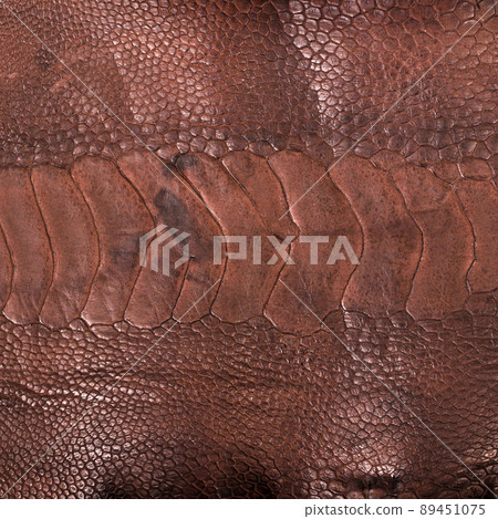 Ostrich leg leather brown isolated on a white background Ostrich leg leather brown isolated on a white background 89451075