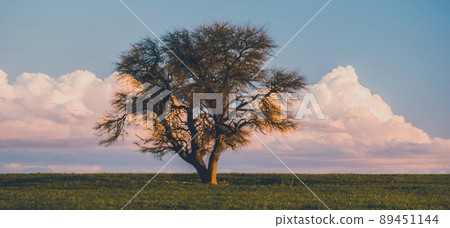 Lonely tree in La Pampa, Argentina Lonely tree in La Pampa, Argentina 89451144