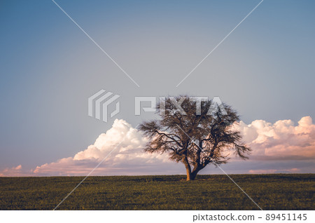 Lonely tree in La Pampa, Argentina Lonely tree in La Pampa, Argentina 89451145