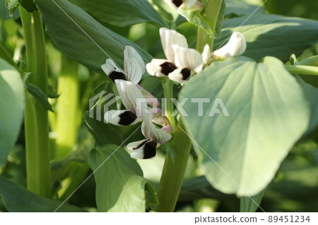 春田盛開的蠶豆花 89451234