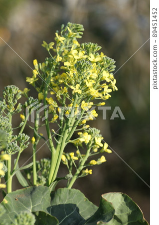 Broccoli flowers that bloom if not harvested Broccoli flowers that bloom if not harvested 89451452