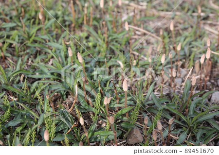 Many horsetails that grew from the ground 89451670