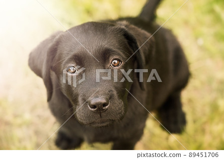 Black Labrador Retriever puppy sitting on the grass. The dog looks at the camera. Black Labrador Retriever puppy sitting on the grass. The dog looks at the camera. 89451706