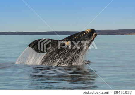 Southern right whale,jumping behavior, Puerto Madryn, Patagonia, Argentina 89451923