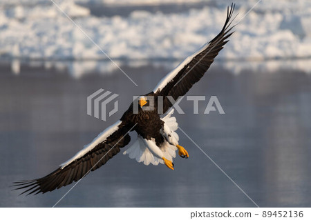 Steller's sea eagle flying in the drift ice zone Steller's sea eagle flying in the drift ice zone 89452136