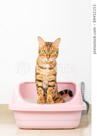 Bengal cat sits in a tray in the living room. Bengal cat sits in a tray in the living room. 89452153