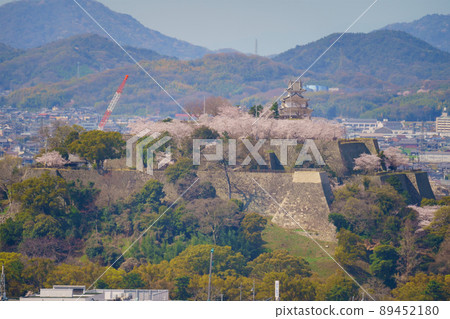 香川縣丸龜市丸龜城櫻花 香川縣丸龜市丸龜城櫻花 89452180