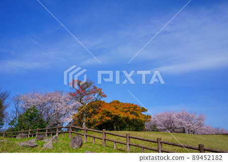櫻青山山頂古墳附近（香川縣丸龜市） 89452182