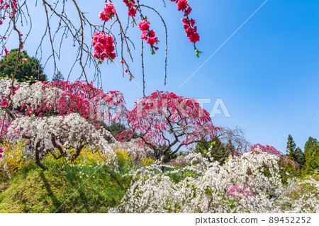 上中垂枝桃、山中桃花<愛知縣豐田市> 上中垂枝桃、山中桃花<愛知縣豐田市> 89452252