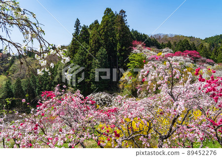 Weeping Peach in Kaminaka, Peach Blossom in the Mountains <Toyota City, Aichi Prefecture> Weeping Peach in Kaminaka, Peach Blossom in the Mountains <Toyota City, Aichi Prefecture> 89452276