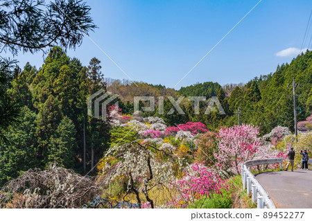 Weeping Peach in Kaminaka, Peach Blossom in the Mountains <Toyota City, Aichi Prefecture> Weeping Peach in Kaminaka, Peach Blossom in the Mountains <Toyota City, Aichi Prefecture> 89452277