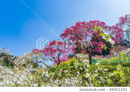 Weeping Peach in Kaminaka, Peach Blossom in the Mountains <Toyota City, Aichi Prefecture> Weeping Peach in Kaminaka, Peach Blossom in the Mountains <Toyota City, Aichi Prefecture> 89452283