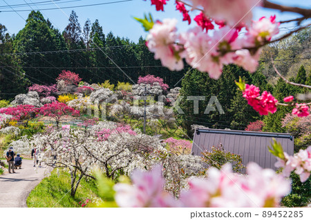 Weeping Peach in Kaminaka, Peach Blossom in the Mountains <Toyota City, Aichi Prefecture> Weeping Peach in Kaminaka, Peach Blossom in the Mountains <Toyota City, Aichi Prefecture> 89452285